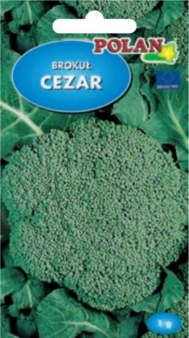 Brokolica CEZAR